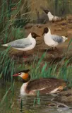 Wilhelm Kuhnert, Seagulls with great crested grebe