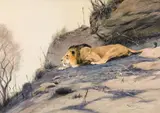 Wilhelm Kuhnert, Prowling lion