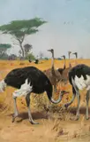 Wilhelm Kuhnert, Ostrich herd