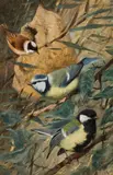 Wilhelm Kuhnert, Three chickadees