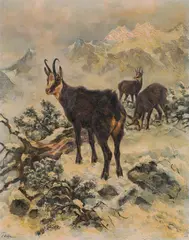 Erich Dichtl, Chamoises in the mountains, oil on canvas