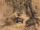 Karl Ritter von Dombrowski, Boars in the winter forest, 1899, charcoal on paper