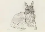Ludwig Heinrich Jungnickel, Shepherd dog
