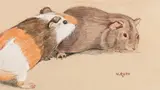 Norbertine Bresslern-Roth, Guinea pigs