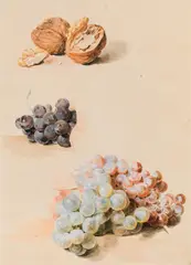 Karl von Saar, Walnuts and grapes, 1848, watercolour on paper