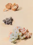 Karl von Saar, Walnuts and grapes, 1848, watercolour on paper