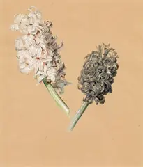 Karl von Saar, Pair of hyacinths, watercolour on paper