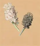 Karl von Saar, Pair of hyacinths, watercolour on paper