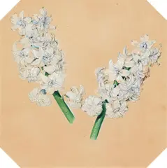 Karl von Saar, White hyacinths, watercolour on paper
