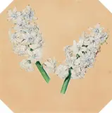 Karl von Saar, White hyacinths, watercolour on paper