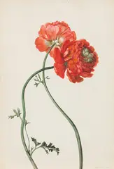 Anton Hartinger, Red ranunculus, watercolour on paper
