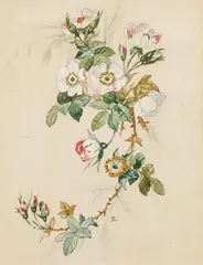 Rudolf Ribarz, Branch of wild roses, watercolour on paper