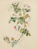Rudolf Ribarz, Branch of wild roses, watercolour on paper