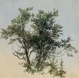 Study of a tree by Friedrich Gauermann, oil on paper, sold Jun 2020