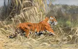 Wilhelm Kuhnert, Im Dschungel" (tiger)