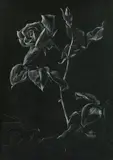 Ernst Nepo, Silver rose, 1949, graphite on black paper