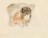 Pekinese by Ludwig Heinrich Jungnickel, watercolour, black chalk on paper, sold Mar 2020