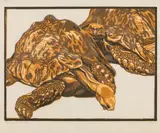 Norbertine Bresslern-Roth, Hinge back tortoises
