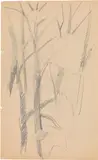 Studies of trees (recto and verso) by Ljubow Sergejewna Popowa, 1911/1912, pencil on paper, offered Dec 2019