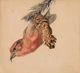 Norbertine Bresslern-Roth, Crossbill
