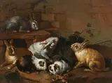 Giovanni Agostino Cassana, Rabbits and guinea pigs, oil on canvas, unframed