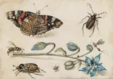 Jan van Kessel the Elder, Insects with blossom branch, mixed technique on parchment