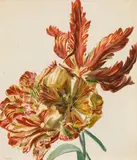 Leopold Zinnögger, Tulips