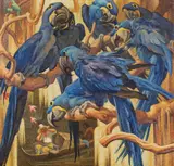 Norbertine Bresslern-Roth, Vogelfänger