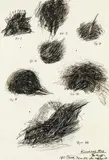 Othmar Zechyr, Fig. I-VII