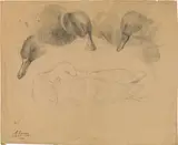 Marie Egner, Study of ducks