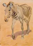 Norbertine Bresslern-Roth, Zebra