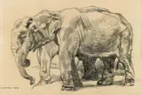 Norbertine Bresslern-Roth, Elephants