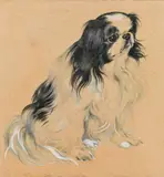 Norbertine Bresslern-Roth, Pekinese