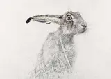 Ramona Schnekenburger, Rabbit, 2014, oil, pencil on paper
