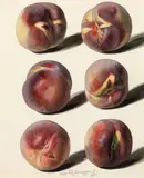 Leopold Zinnögger, Peaches
