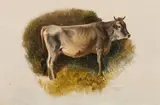 Friedrich Gauermann, Standing cow (nature study)
