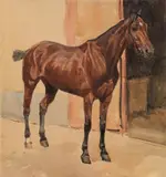 Ludwig Koch, Bay horse