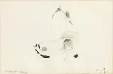 Kurt Absolon, Still life with dog skull, 1984, India ink on paper