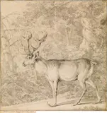 Johann Elias Ridinger, Deer with curious hooves ("Der große Schaufelhirsch mit zwei in die Höhe gewachsenen Schalen an den Vorderläufen")