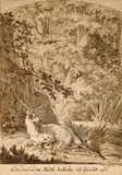 Johann Elias Ridinger, Lying deer ("Wie der Hirsch in dem Brudel beschlichen and Gebürschet wird")