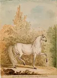 White horse with grey muzzle and limbs ("Ganz weißer Schimmel mit grauem Maul und Extremitäten") by Johann Elias Ridinger, 1749, pen and brown ink over black chalk and watercolour, unframed, in passe-partout, sold Apr 2018