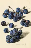 Leopold Zinnögger, Greengages