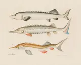 Aloys Zötl, Three fishes (sturgeons), 1861, watercolour on paper