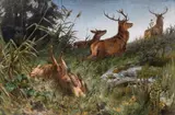 Franz Xaver von Pausinger, Fleeing deer