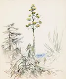 Ludwig Heinrich Jungnickel, Opatija