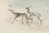 Ludwig Heinrich Jungnickel, Antelopes