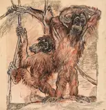 Two orangutans by Ludwig Heinrich Jungnickel, chalk, watercolour on paper, sold Feb 2018