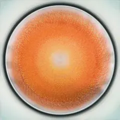 Robert Schaberl, ZF Silver-Grey-Yellow-Red-Turquoise, 2005, varnish (Iriodin) on canvas; unframed
