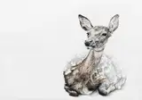 Ramona Schnekenburger, deer, oil, pencil and coloured pencil on canvas; unframed