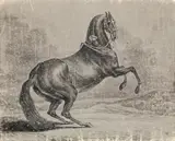 Johann Elias Ridinger, Rearing black horse